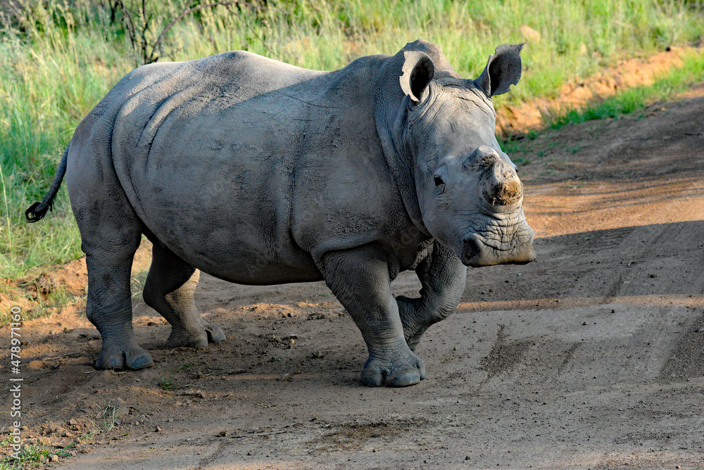 Naklejka premium Rhino mutilation in an effort to protect