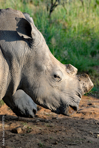 Rhino mutilation in an effort to protect