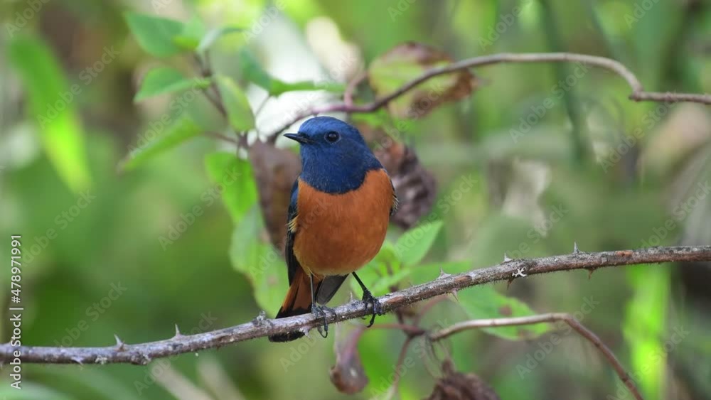 Blue-fronted Redstart migration bird in Thailand and Southeast-Asia. Blue-fronted Redstart migration bird in Thailand and Southeast-Asia.