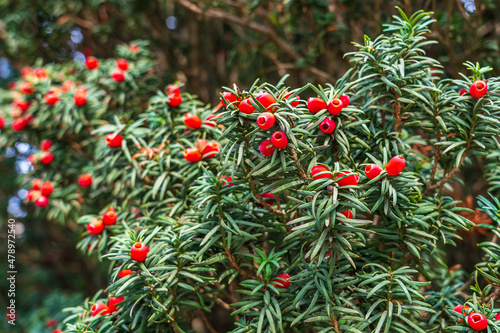 Attractive bright red berries of a poisonous yew berry on a bush in the bright sun