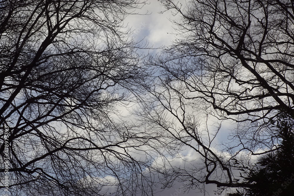 Dark clouds, sky, silhouette trees in the winter in the Netherlands. Stormy, January Dark clouds, sky, silhouette trees in the winter in the Netherlands. Stormy, January