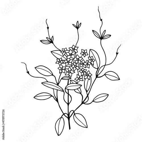 Hoya, Wax ivy. Vector stock illustration eps10. Isolate on white background, outline, hand drawing.
