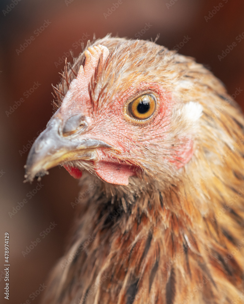Portrait of a chicken on the farm.
