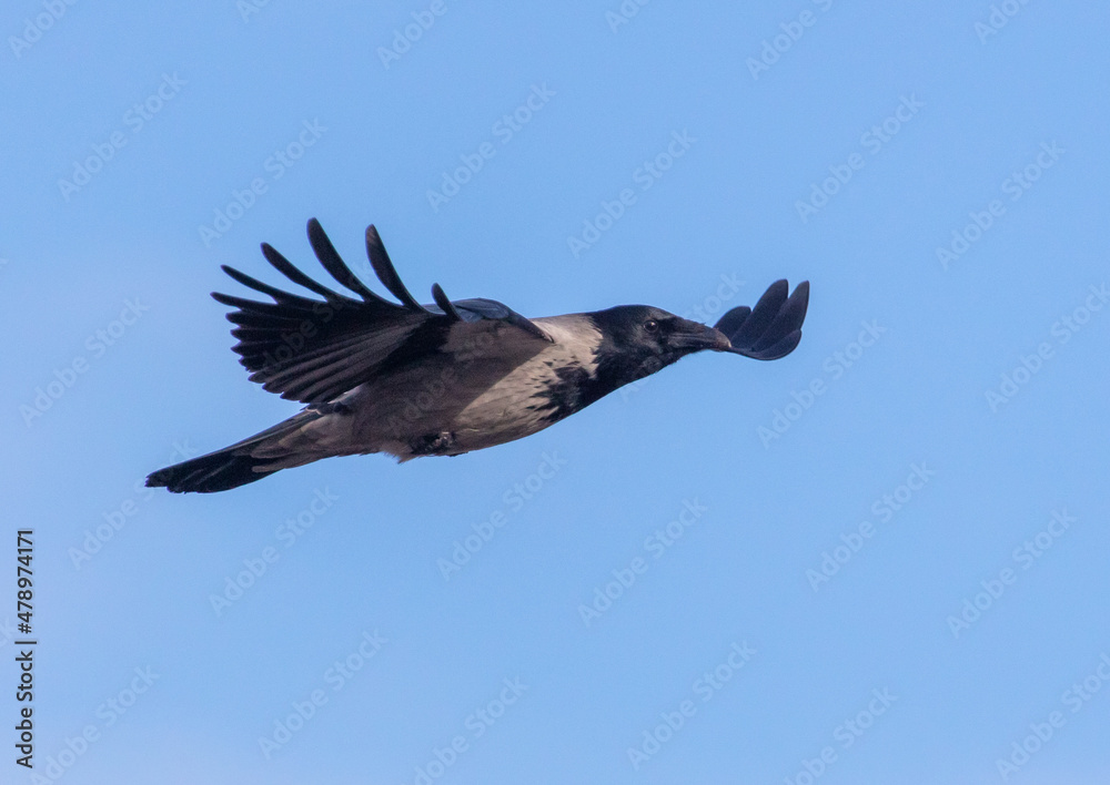 Fototapeta premium Raven in flight against the blue sky.