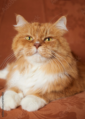 Beautiful ginger long hair cat lying on orange color sofa.
