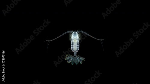 Beautiful crustacean Family Paracalanidae under a microscope, Calanoida order, possibly Paracalanus sp. Live in tropical and temperate waters oceans. Indian Ocean. photo