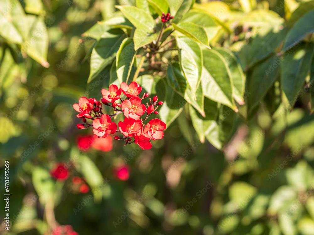 Bright red flowers among green leaves on tree branch Bright red flowers among green leaves on tree branch