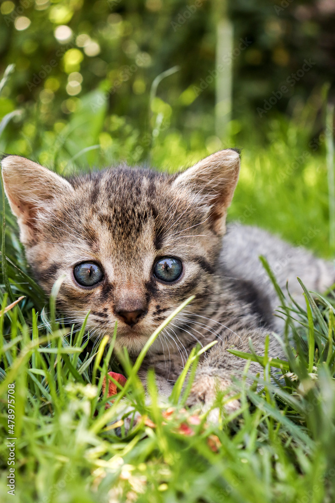 Obraz premium tabby cat in the grass