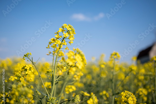 Close up photography of rapeseed. Canola field and blue sky in background.