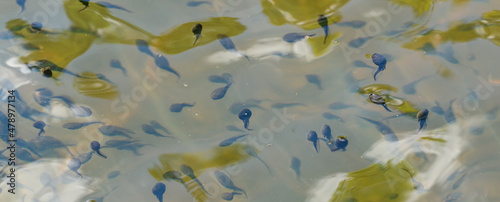 tadpoles abounding in a pond