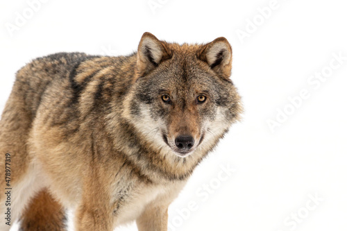 Portrait of a wolf on white background