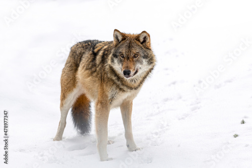 Portrait of a wolf in winter at the bavarian forest national park  Ludwigsthal
