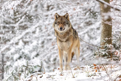Fototapeta samoprzylepna Portrait of an european wolf in winter at the bavarian forest national park, Ludwigsthal, canis lupus lupus