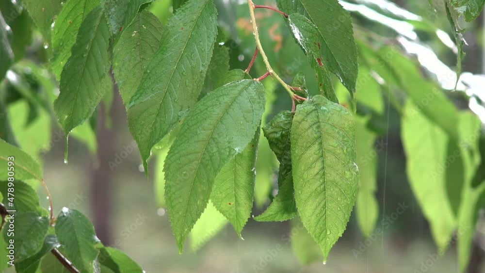 Raining, Torrential Rain, Storm, Summer Rainy Day on Cherry Branches Tree, Stormy in Nature, Bad Weather and Inundation, Flooding Raining, Torrential Rain, Storm, Summer Rainy Day on Cherry Branches Tree, Stormy in Nature, Bad Weather and Inundation, Flooding