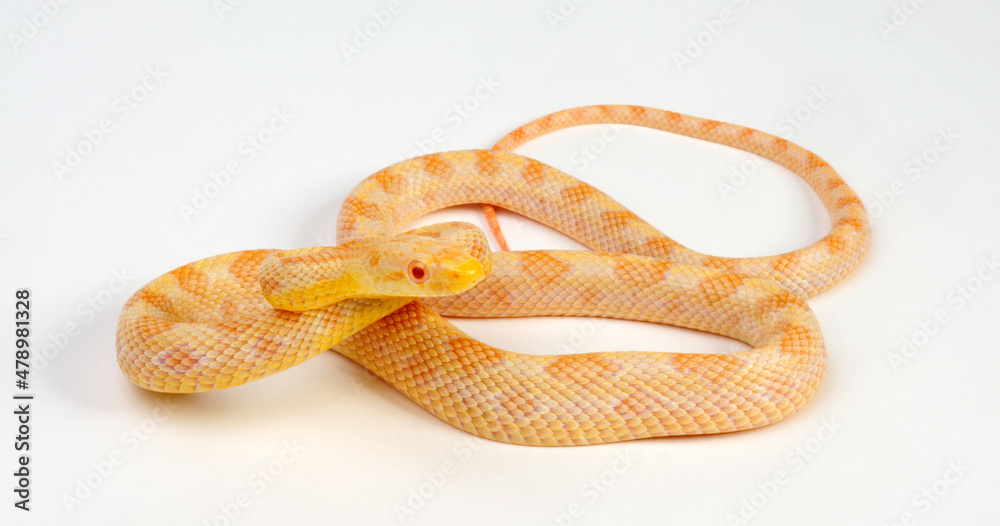 Fototapeta premium Gelbe Erdnatter - Albino // Eastern ratsnake (Pantherophis alleghaniensis)