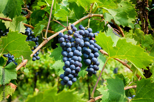 Wallpaper Mural Ripe black grapes growing on vine in nature Torontodigital.ca