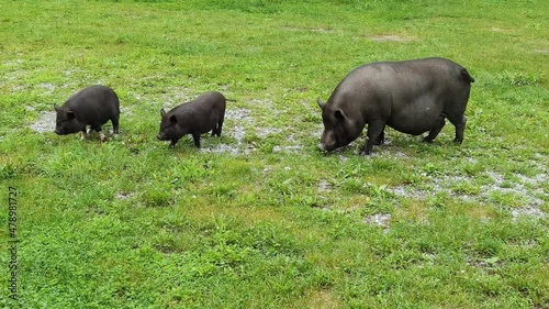 Funny black pig walkin on green grass. Animal family on farm. Nature background. Adult and kid pet portrait. Altai mountain region. Russian Siberia. Slow video