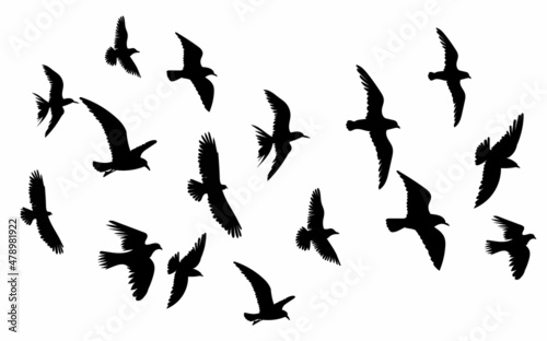 birds flying silhouette, icon, isolated, vector © zolotons