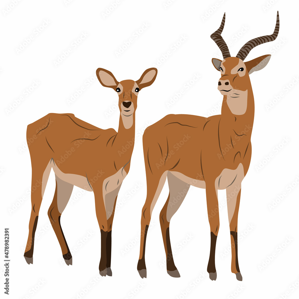 Pair of Antelope Cob. A male with large horns and a female African antelope. Mammals of Central Africa. Realistic vector animals