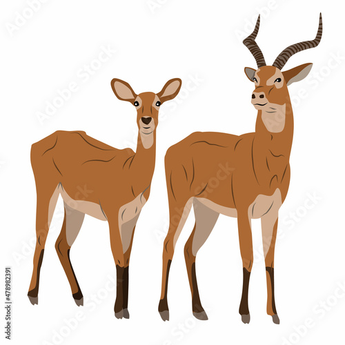 Wallpaper Mural Pair of Antelope Cob. A male with large horns and a female African antelope. Mammals of Central Africa. Realistic vector animals Torontodigital.ca