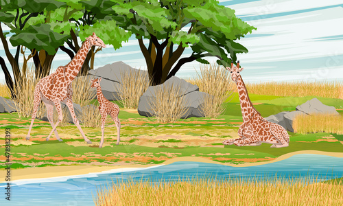 A herd of African giraffes with a cub on the bank of a stream near the bush. Wild animals Africa. Realistic vector landscape