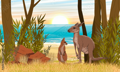 A mother and her cub of Australian big red kangaroo in a thicket of tall dry grass and bush by the ocean in Australia. Endemic species of Australia. Realistic vector landscape