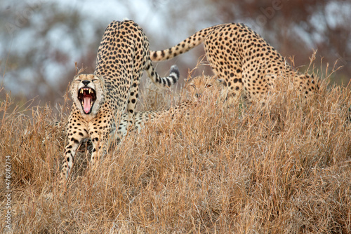 A cheetah lazily yawns after a nap in Kruger National Park, South Africa