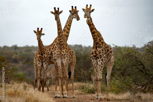 A journey of giraffes photo