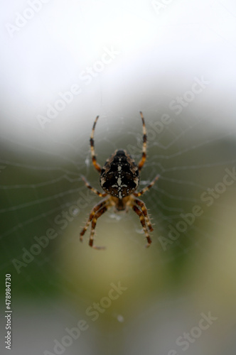 Common Garden Spider England UK