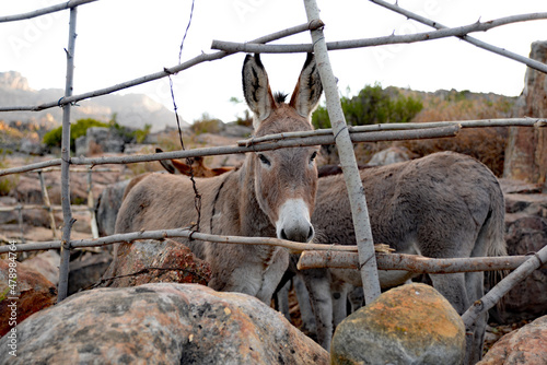 A donkey in a makeshift kraal