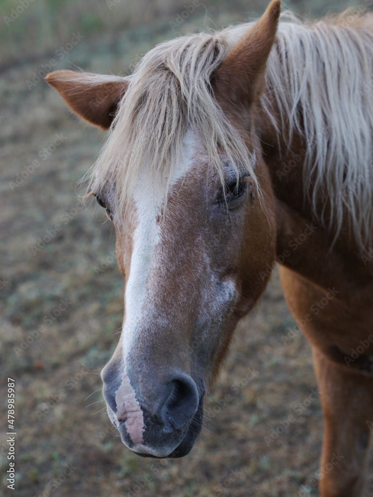 Obraz premium brown horse