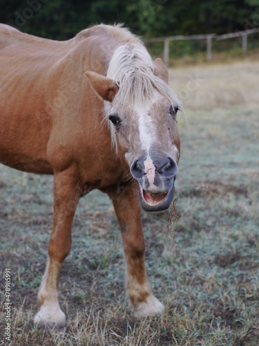 brown horse