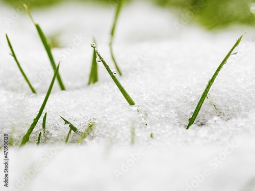 grass snow © bildkistl