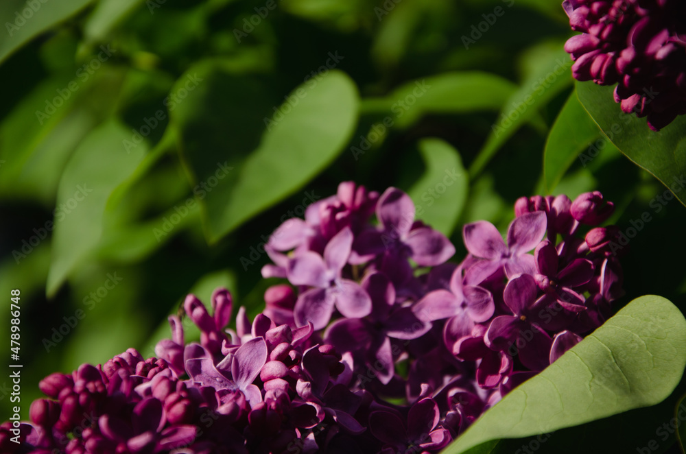 Purple Lilac with green leaves close up spring background Purple Lilac with green leaves close up spring background