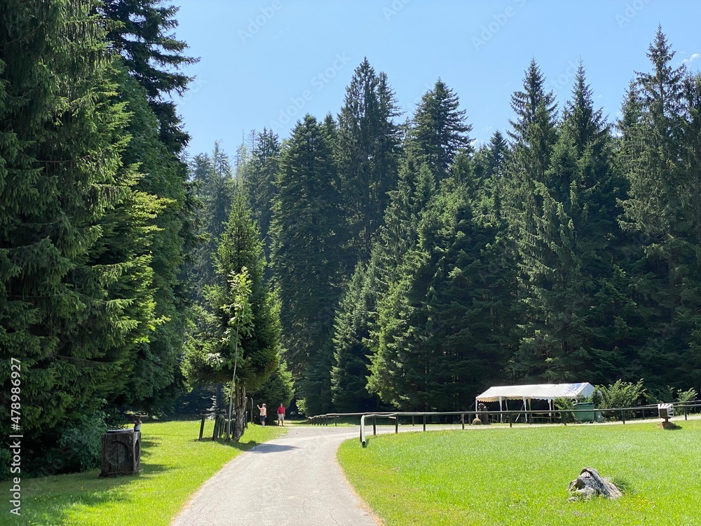 Golubinjak Forest Park in the mountainous region of Gorski kotar - Sleme, Croatia (Park šuma Golubinjak u planinskoj regiji Gorskog kotara - Sleme, Hrvatska)