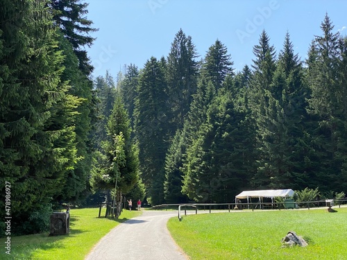 Golubinjak Forest Park in the mountainous region of Gorski kotar - Sleme, Croatia (Park šuma Golubinjak u planinskoj regiji Gorskog kotara - Sleme, Hrvatska) photo