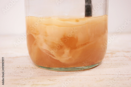 SCOBY yeast strands, Kombucha tea mushroom in a glass jar
