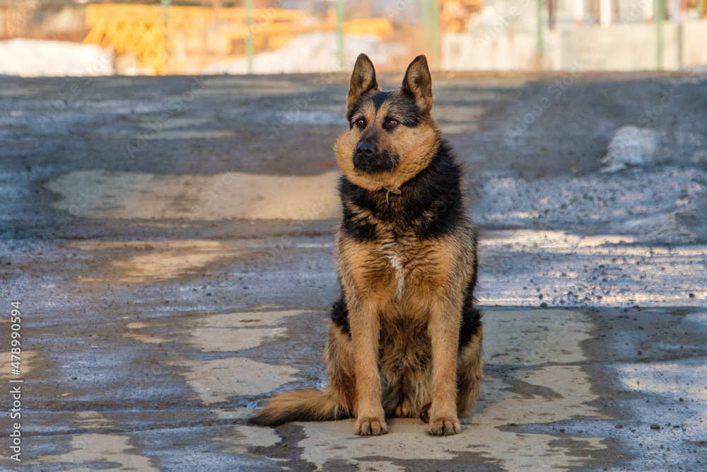 dog dog