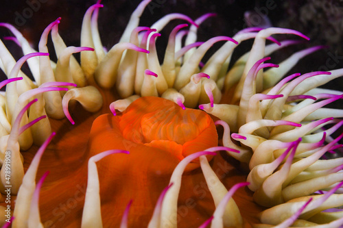 A close-up of a False plum anemone underwater (Pseudactinia flagellifera) with an orange body and cream tentakles with mauve tips. photo