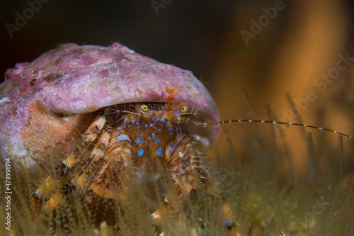A close-up of a Blue-striped hermit crab (Pagurus liochele) sitting on the reef facing the camera. photo