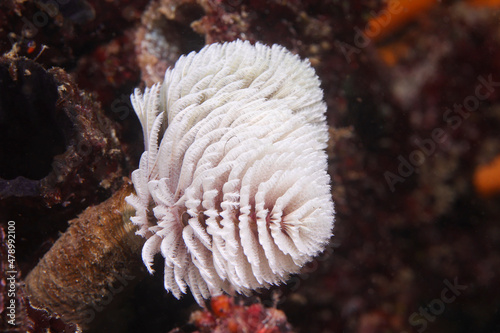 A white color Feather-duster worm or giant fanworm (Sabellastarte longa) sticking out of it's tube underwater. photo