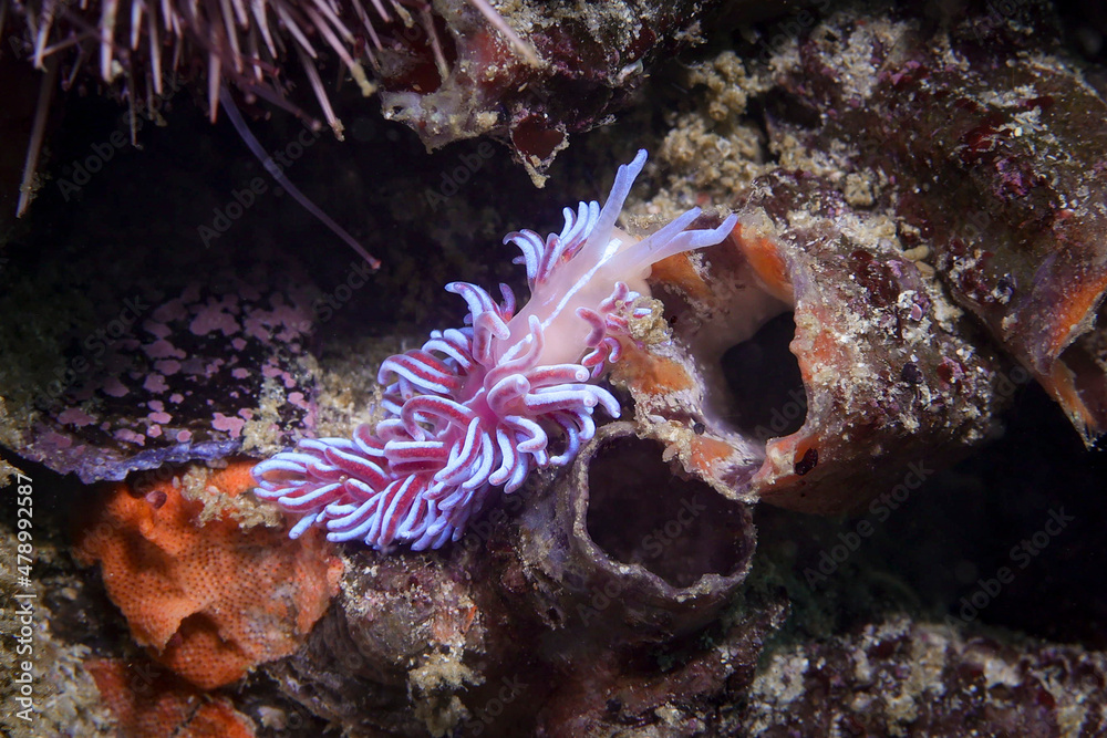 Fototapeta premium Coral nudibranch underwater (Phyllodesmium horridum) moving on the reef. Orange to pink body with a white stripe along its back. Curved cerata with an iridescent white stripe and purple coloration.