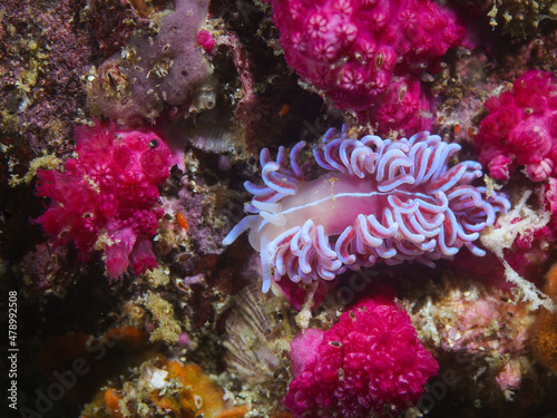 Coral nudibranch underwater (Phyllodesmium horridum) on the reef between purple soft corals. Pink body with a white stripe along its back. Curved cerata with a stripe and purple coloration.
