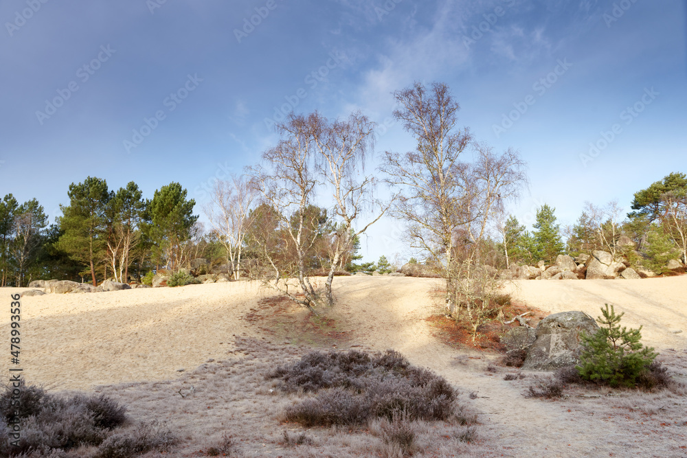 Sand dune of Cul de Chien in fontainebleau forest