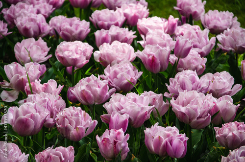 Pink flowers of tulips close up nature background