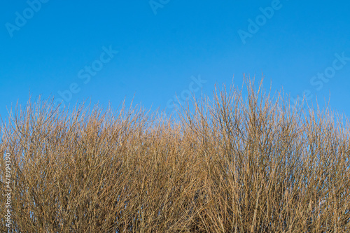 reeds in the wind