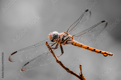 A dragonfly has landed on a dry branch © Ridho
