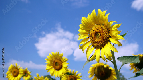 sunflowers on a sky