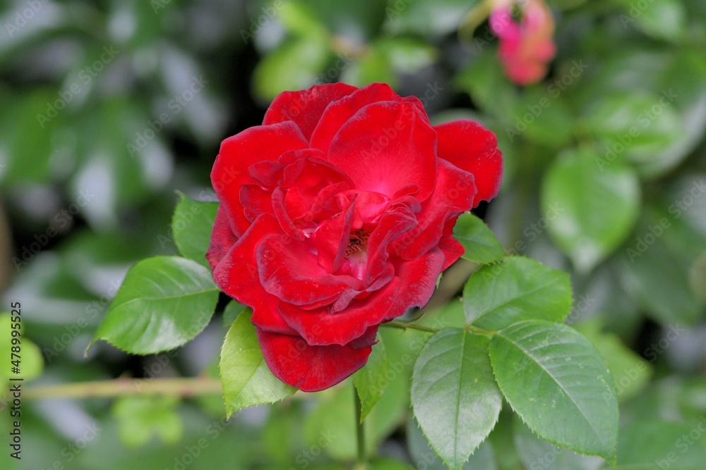 A red rose in a garden A red rose in a garden
