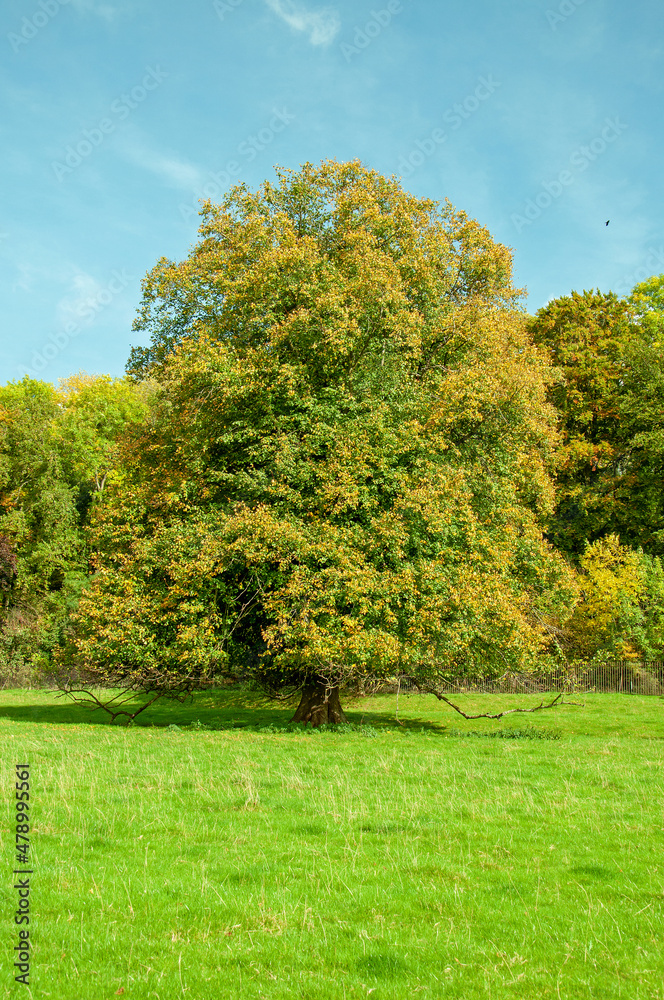 Fototapeta premium Trees in the park